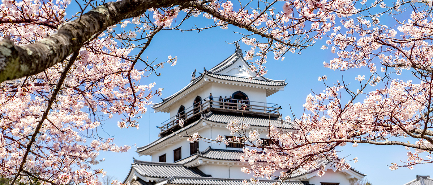 The cherry-blossom pink that colors the history, water, and nature of Shiroishi