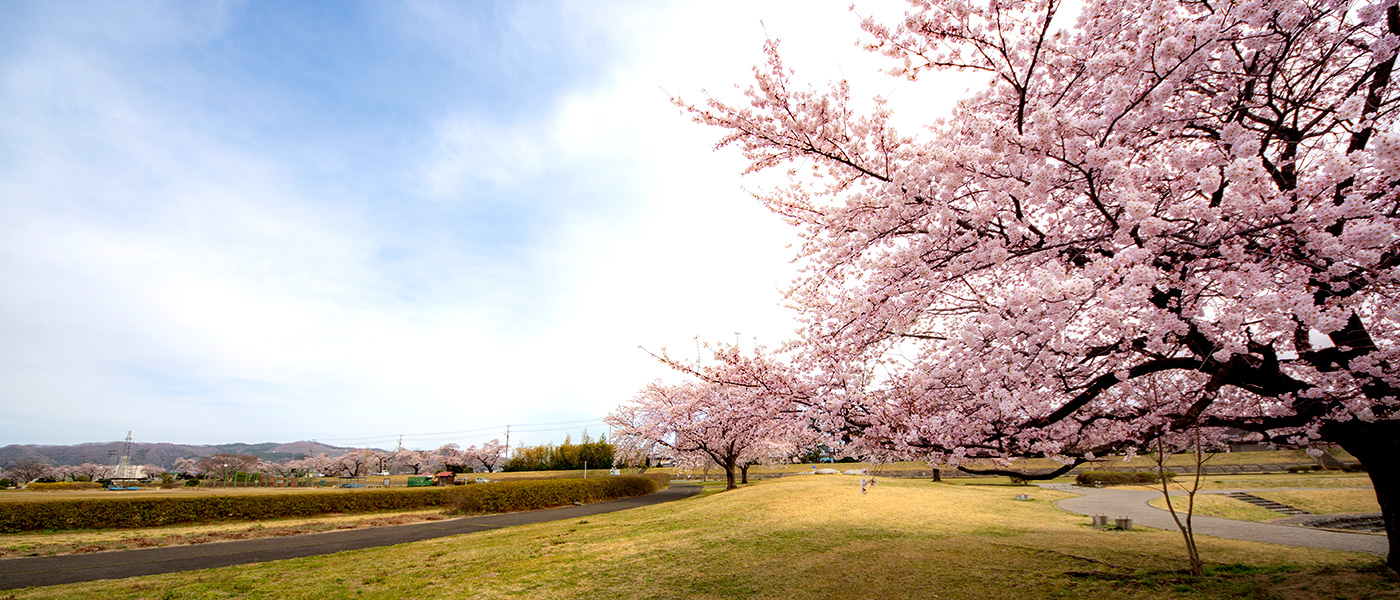 The cherry-blossom pink that colors the history, water, and nature of Shiroishi