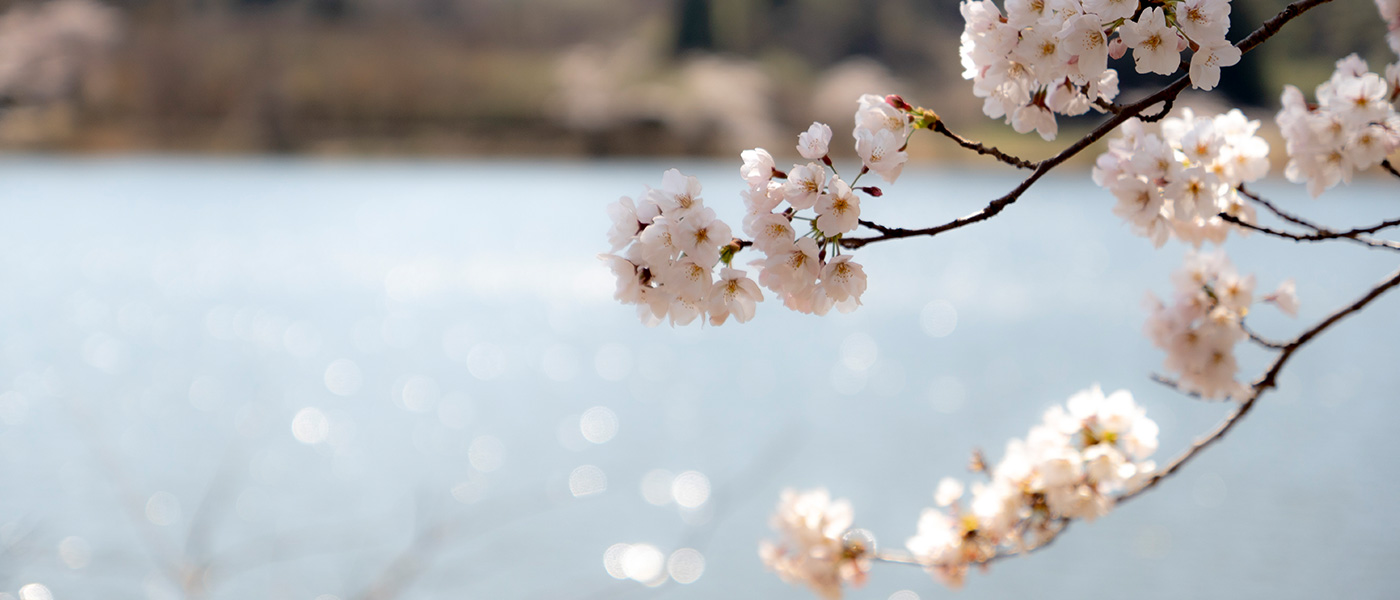The cherry-blossom pink that colors the history, water, and nature of Shiroishi