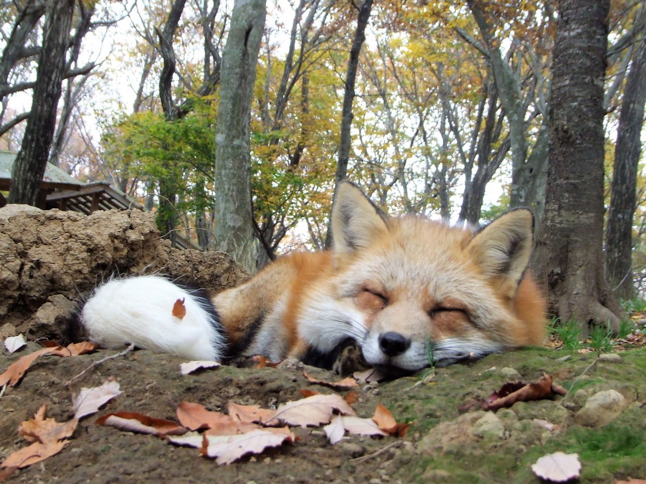 冬季毛绒绒的治愈系小狐狸!这里是散养了100余只狐狸，少数可以让人近距离接触它们的动物园“宫城藏王狐狸村”