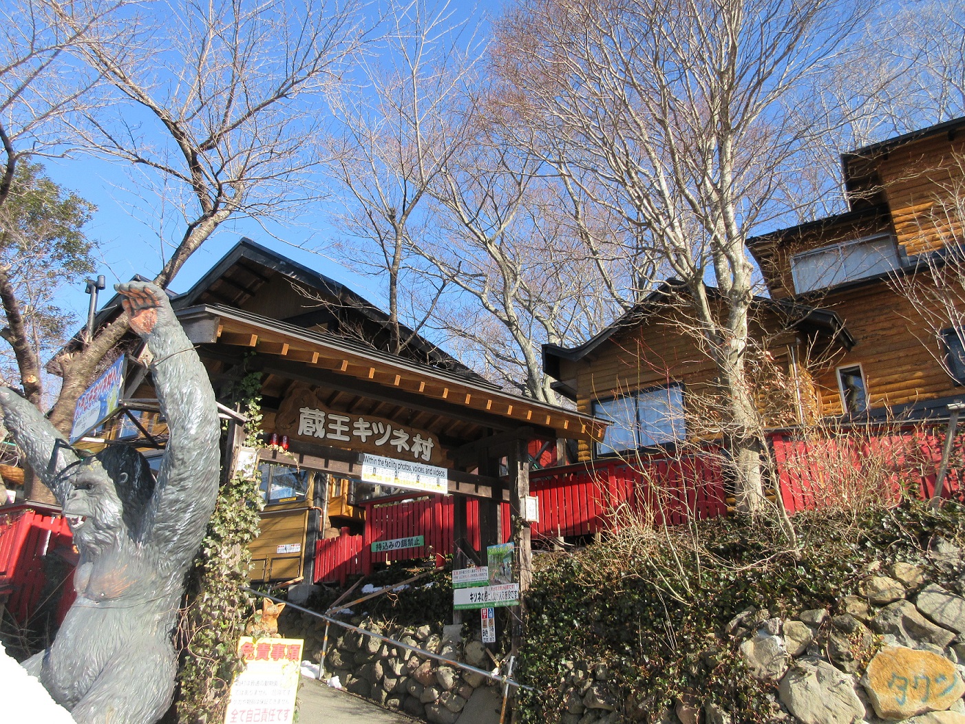 冬天被毛茸茸的狐狸們療癒吧！「宮城蔵王狐狸村」是個放養了100隻以上狐狸並能與狐狸近距離接觸日本國內少有的動物園。